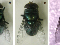 Cavalaria entomológica: insetos com nome alusivo aos equinos - Fauna News